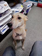 Amora - Mixed Breed Dog