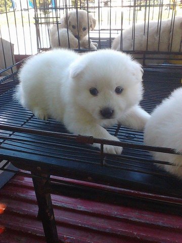 Pure Breedjapanese Spitz  - Spitz Dog