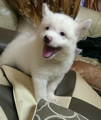 Pure Breedjapanese Spitz  - Spitz Dog