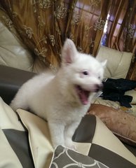 Pure Breedjapanese Spitz  - Spitz Dog