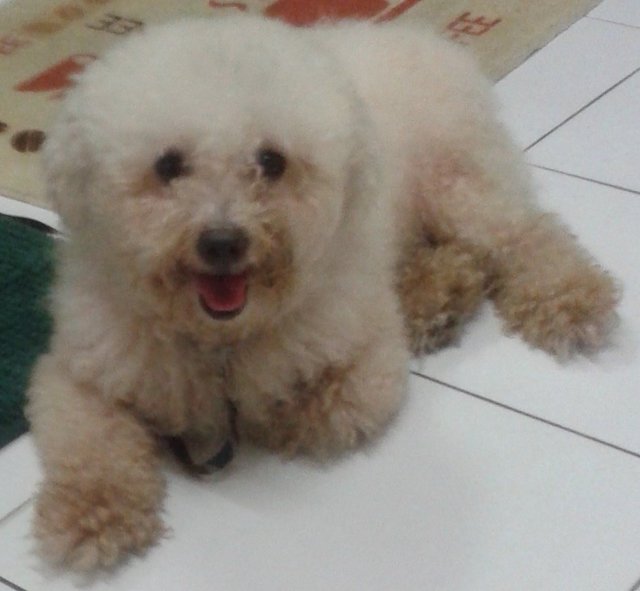 Tou Dou  - Poodle Dog