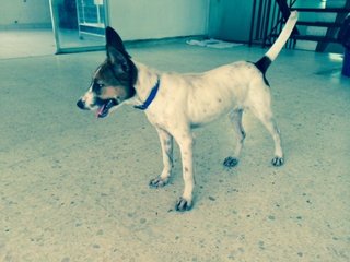 Betty - Jack Russell Terrier Mix Dog