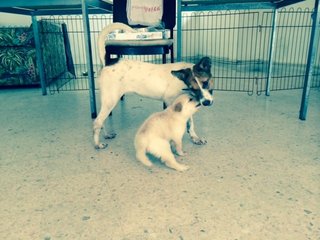 Betty - Jack Russell Terrier Mix Dog