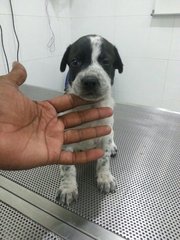 Chipsmore - Mixed Breed Dog