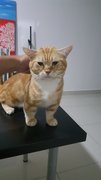 Prince Muezza Louis - Munchkin Cat