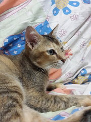 Gabrielle (Pls Read Description) - Domestic Short Hair Cat