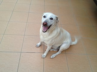 Willow - Labrador Retriever Mix Dog