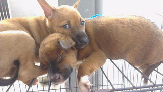 top one is Coco, a female pup. The bottom one is Maco who is male pup.