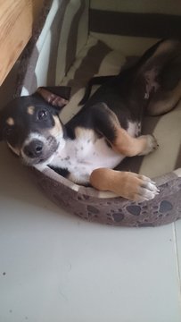 Urgent Adoption!  - Mixed Breed Dog