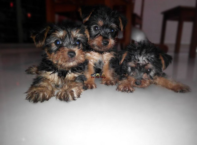 Silky Terrier (Good Quality) - Silky Terrier Dog