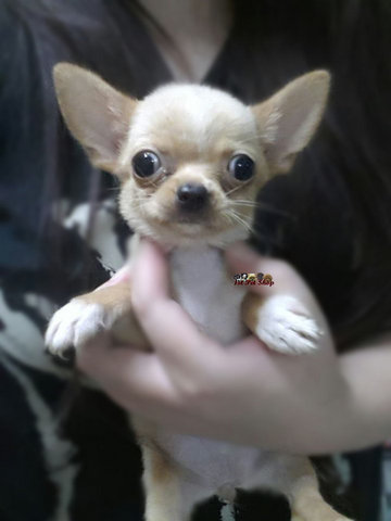 Chihuahua (Short Coat) - Chihuahua Dog