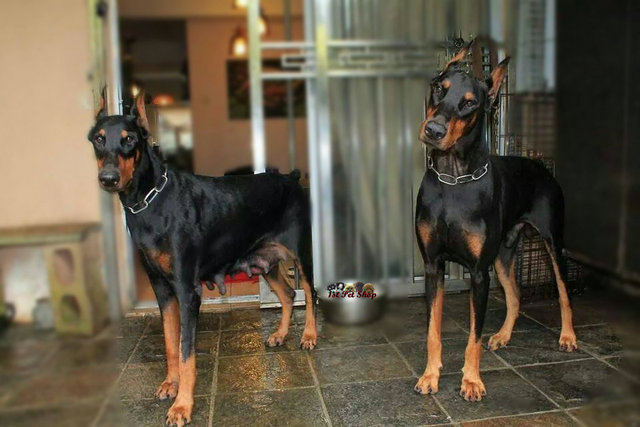 Show Line Doberman Pinscher - Doberman Pinscher Dog