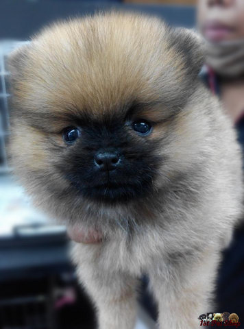 Pomeranian (Taiwan Line) - Pomeranian Dog