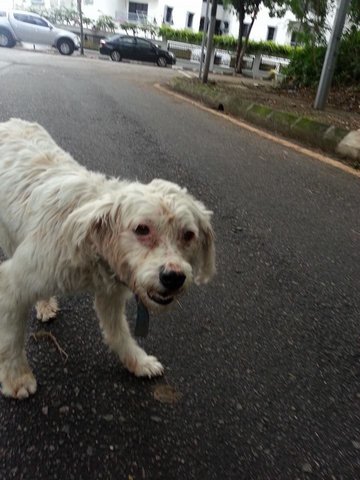 PF60795 - Poodle Dog