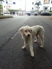 PF60795 - Poodle Dog