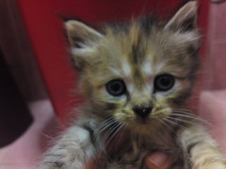 Fluffy - Tortoiseshell + Domestic Medium Hair Cat