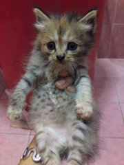 Fluffy - Tortoiseshell + Domestic Medium Hair Cat