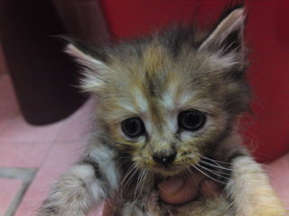 Fluffy - Tortoiseshell + Domestic Medium Hair Cat