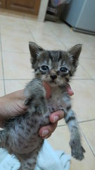 Stripes - Tabby + Domestic Short Hair Cat