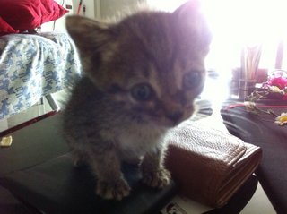 Stripes - Tabby + Domestic Short Hair Cat