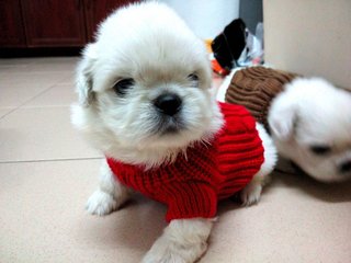 Pekingese Puppies - Pekingese Dog