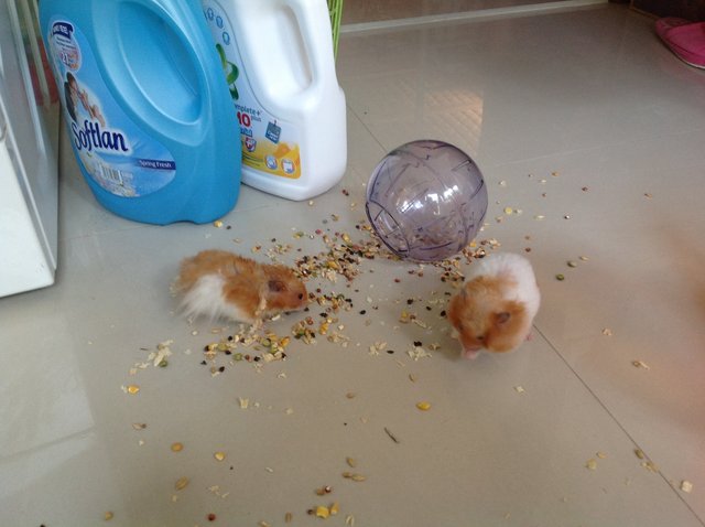 Hammy &amp; Gizmo - Syrian / Golden Hamster Hamster