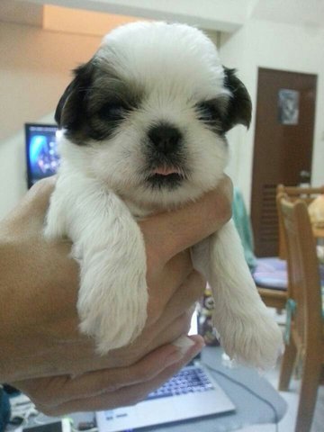 PF60839 - Shih Tzu Dog