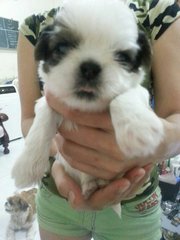 PF60839 - Shih Tzu Dog