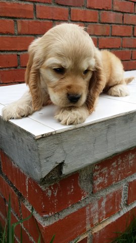 Star - English Cocker Spaniel Dog