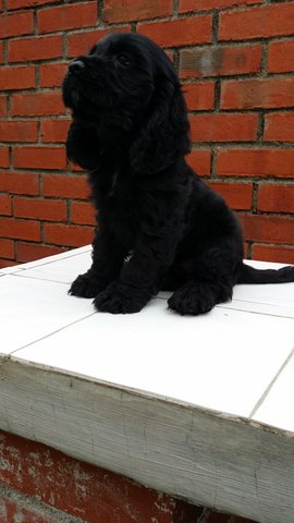 Moon - English Cocker Spaniel Dog