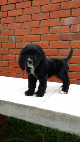 Sunny - English Cocker Spaniel Dog