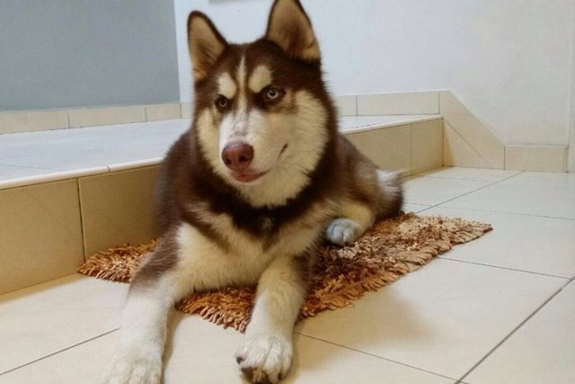 High Quality Male Husky For Sale - Siberian Husky Dog