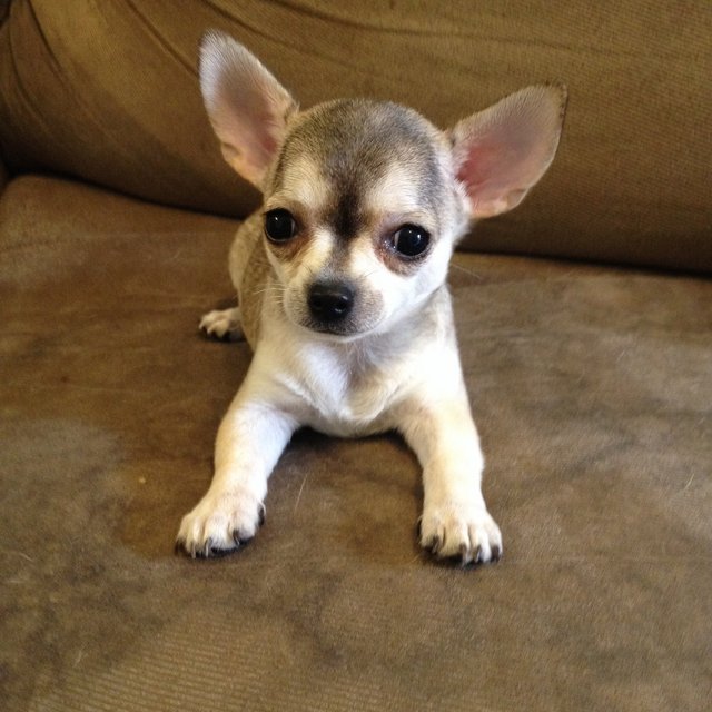 Female Chihuahua For Sale - Chihuahua Dog