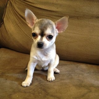 Female Chihuahua For Sale - Chihuahua Dog