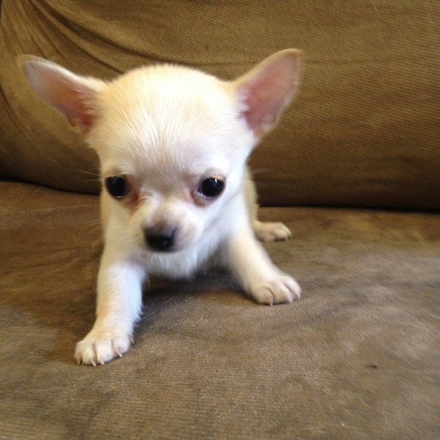 Cute Male Chihuahua For Sale - Chihuahua Dog