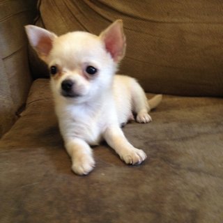 Cute Male Chihuahua For Sale - Chihuahua Dog