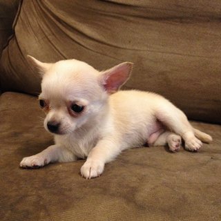 Cute Male Chihuahua For Sale - Chihuahua Dog