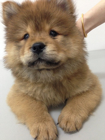 Chow Chow - Chow Chow Dog