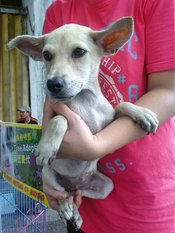 American Dingo Mixed  - Mixed Breed Dog