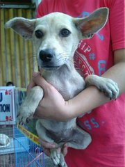 American Dingo Mixed  - Mixed Breed Dog