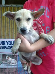 American Dingo Mixed  - Mixed Breed Dog