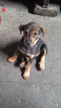 Happy - Mixed Breed Dog