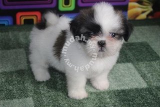 Shih Tzu - Shih Tzu Dog