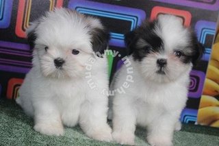 Shih Tzu - Shih Tzu Dog