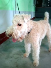 Buckwheat - Lakeland Terrier Dog