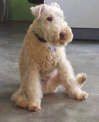 Buckwheat - Lakeland Terrier Dog