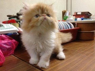 Kiko - Persian Cat