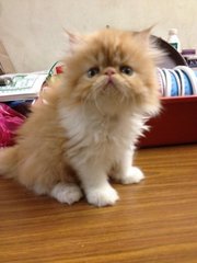 Kiko - Persian Cat