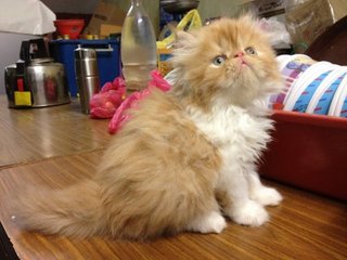 Kiko - Persian Cat