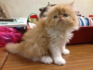 Kiko - Persian Cat